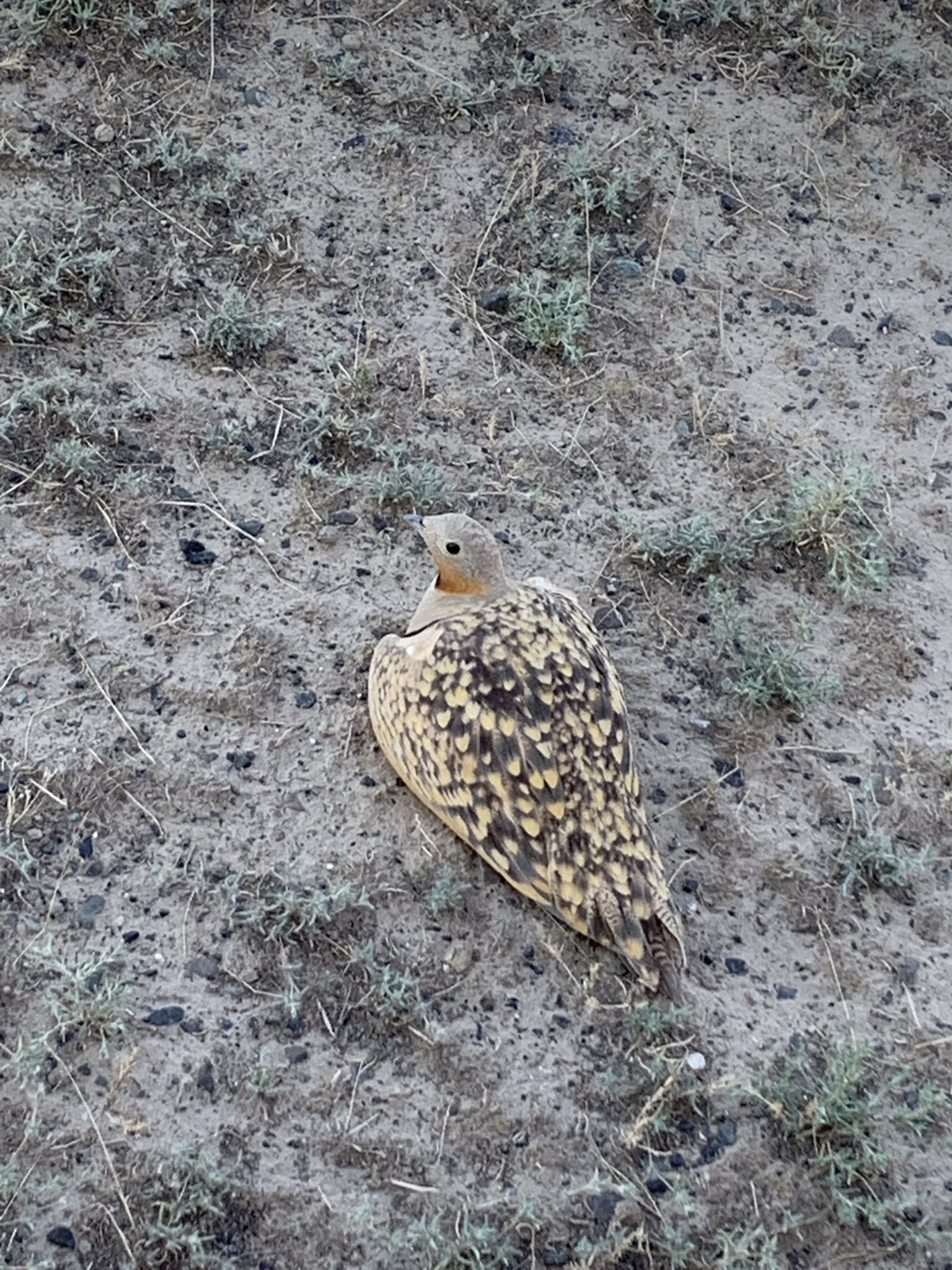 Black-bellied Sandgrouse