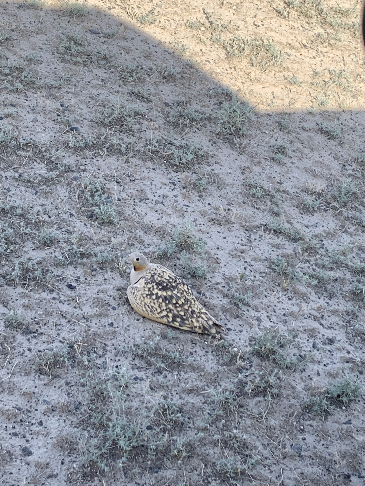 Black-bellied Sandgrouse