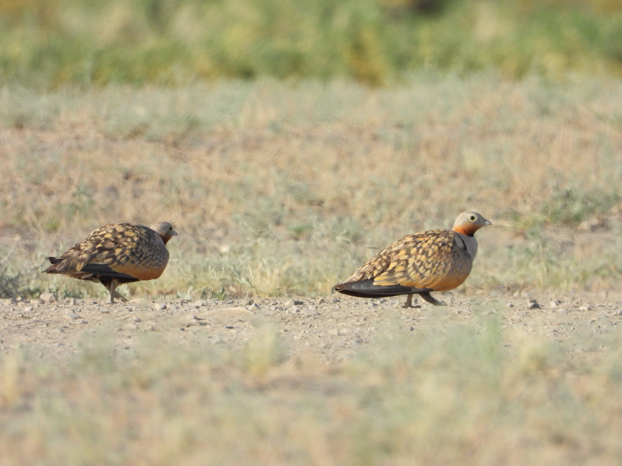 Black-bellied Sandgrouse
