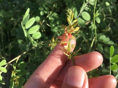Indigofera fruticosa