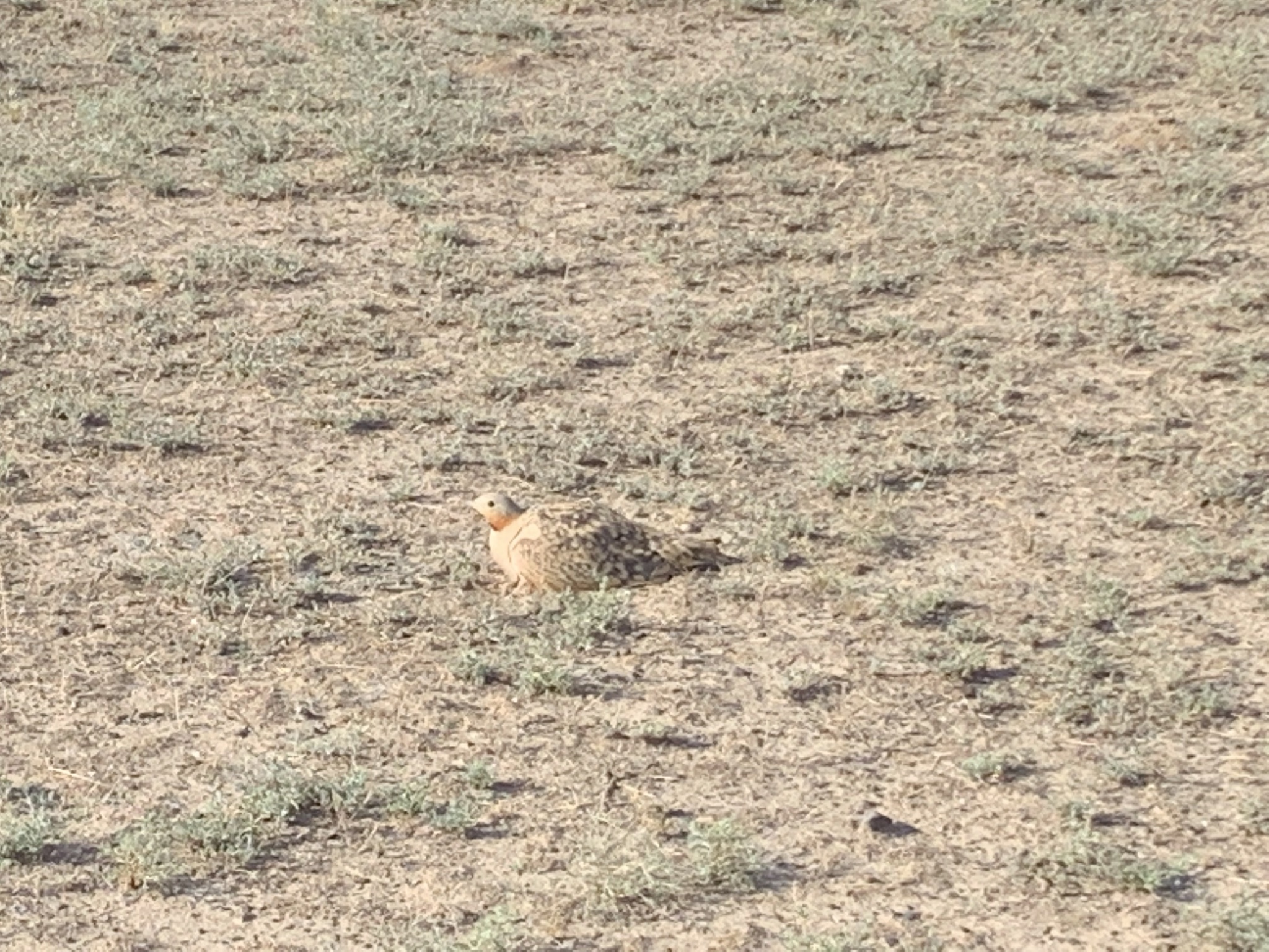 Black-bellied Sandgrouse