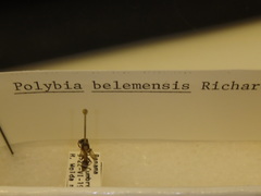Polybia belemensis