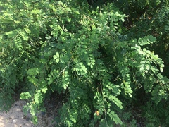 Indigofera fruticosa