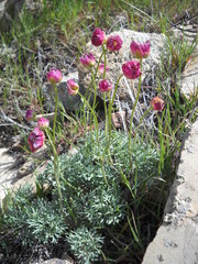 Ranunculus andersonii
