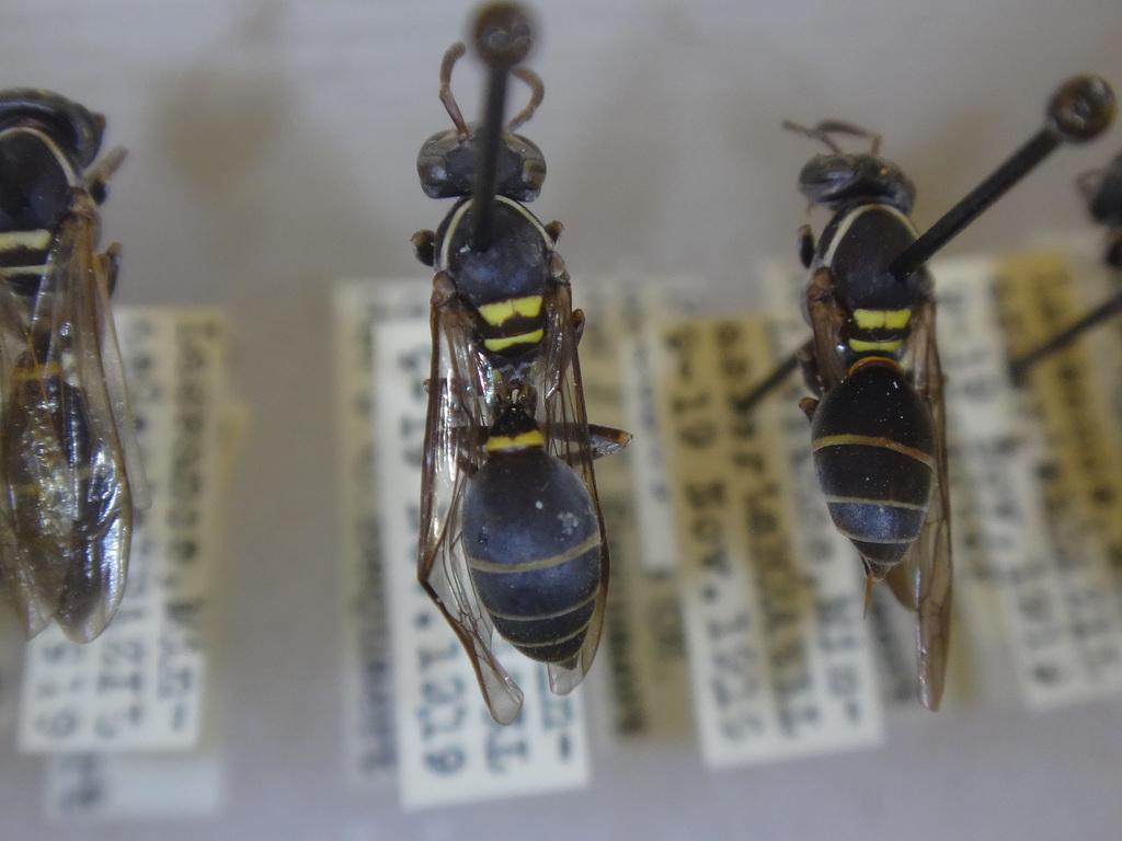 Polybia flavifrons