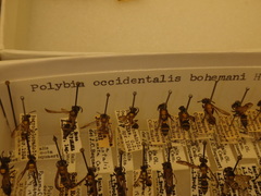 Polybia occidentalis bohemani