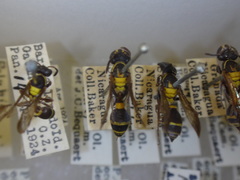 Polybia occidentalis bohemani