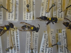 Polybia occidentalis bohemani