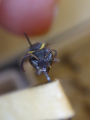 Polybia occidentalis bohemani