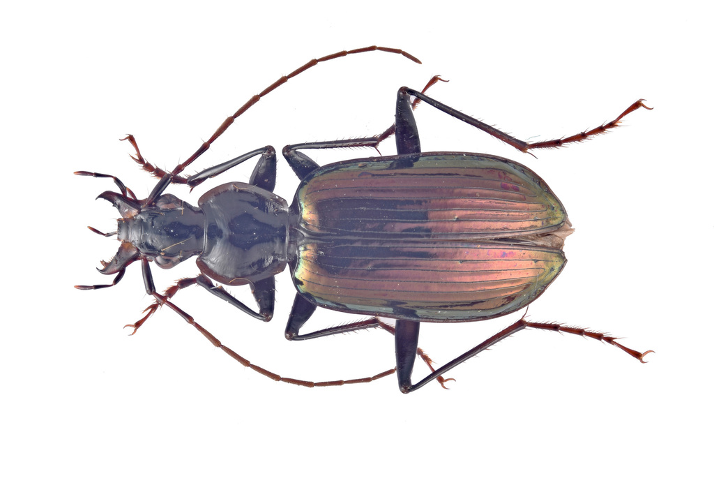 Diacanthostylus