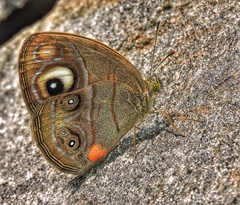Mycalesis junonia
