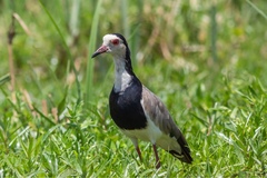 Vanellus crassirostris