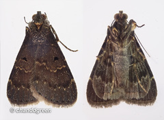 Hydrillodes nilgirialis