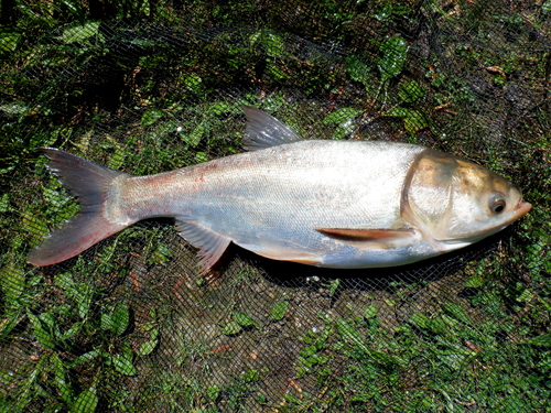 Silver Carp