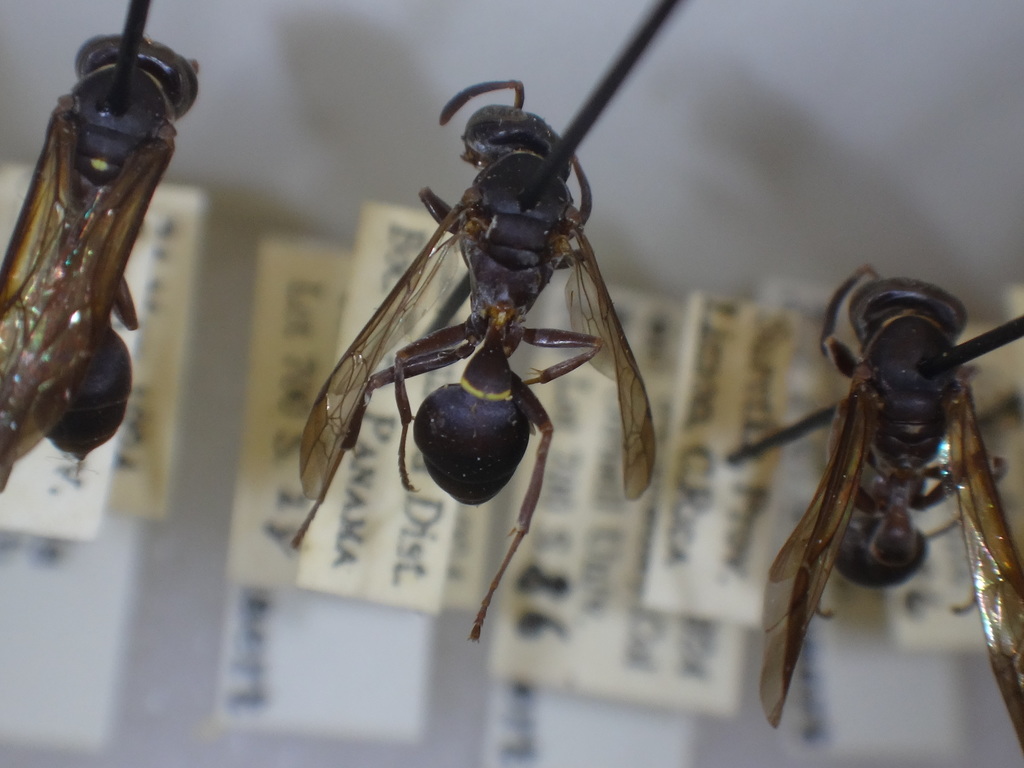 Polybia parvulina