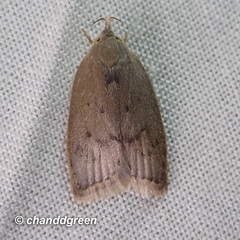 Scythropiodes
