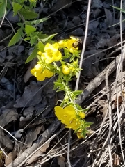 Aureolaria grandiflora