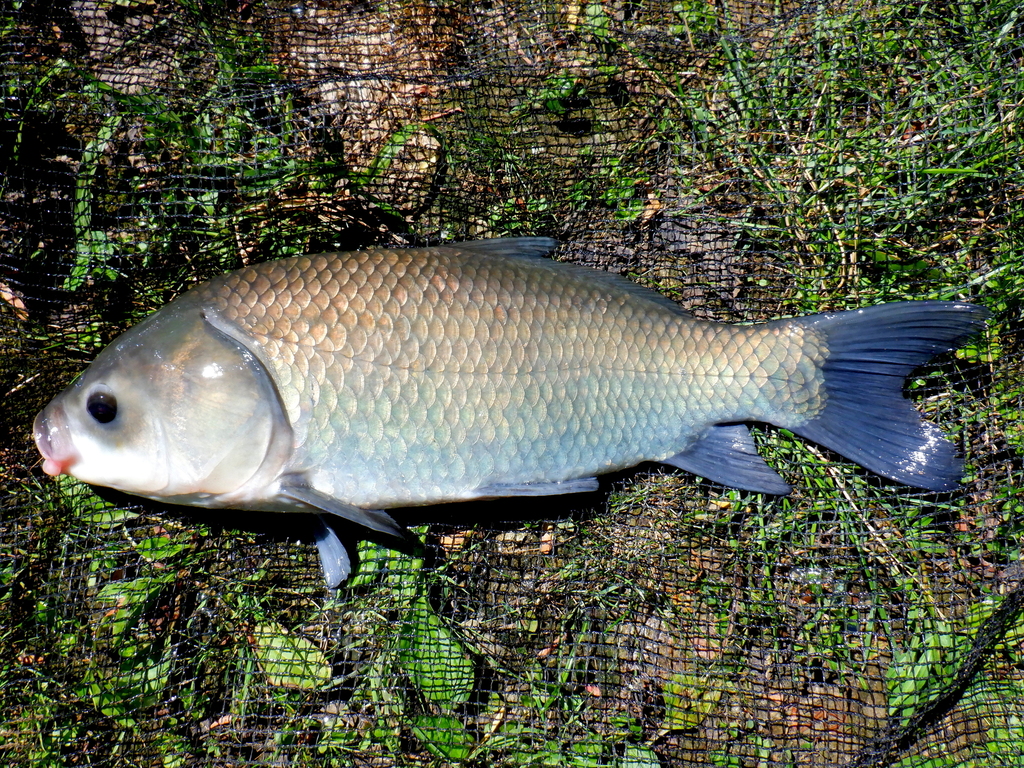 Bigmouth Buffalo
