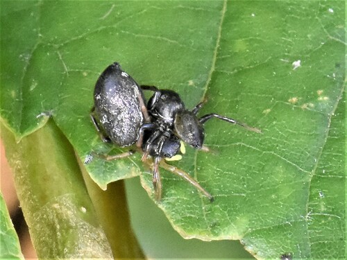 Copper Sun Jumper, Groesbeek, Nederland, photo 6 of 10