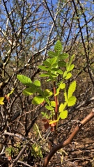 Burseraceae