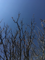 Burseraceae
