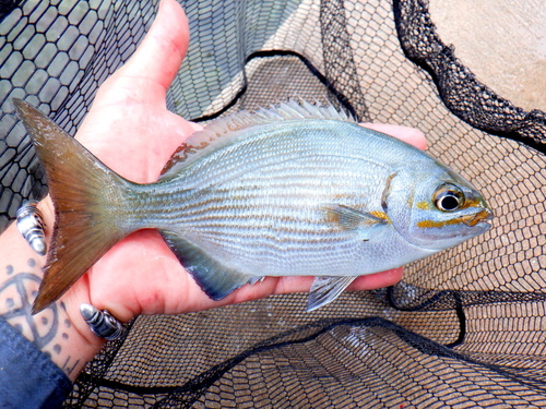 Photo of Brassy chub (Kyphosus vaigiensis)