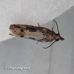 Strepsicrates semicanella