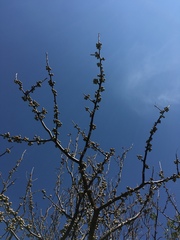Burseraceae