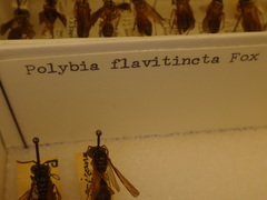 Polybia flavitincta