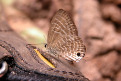 Nacaduba pactolus