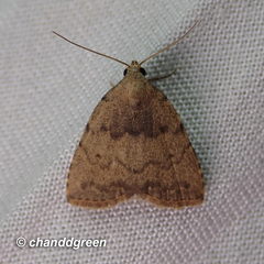 Anachrostis