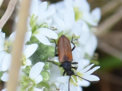 Fairy-ring Longhorn Beetle, Groesbeek, Nederland, photo 9 of 10