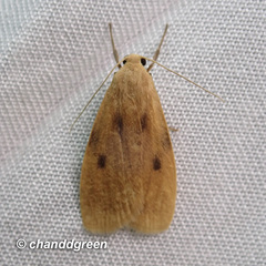 Paralithosia shaowuica