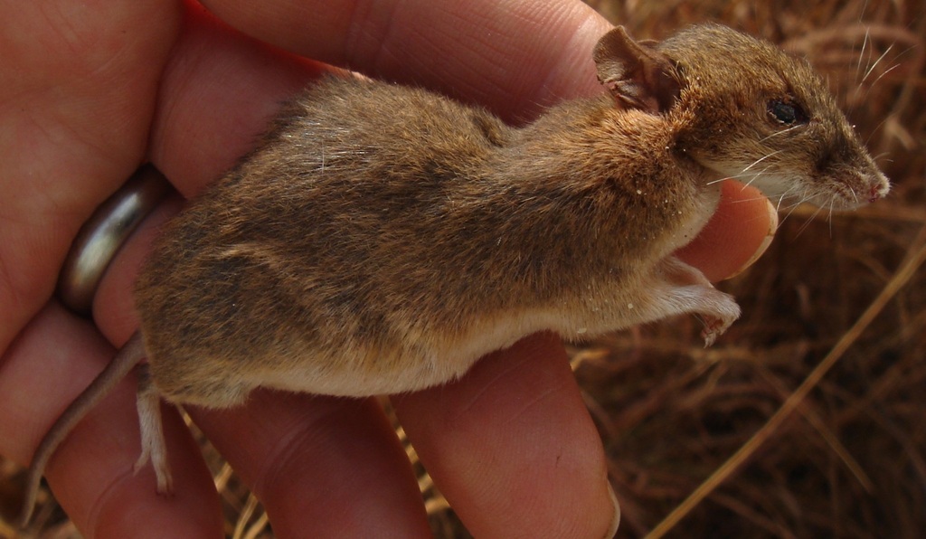 Rudd's Bristle-Furred Rat