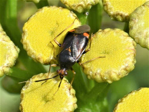 Red-spotted Plant Bug, Groesbeek, Nederland, photo 9 of 10