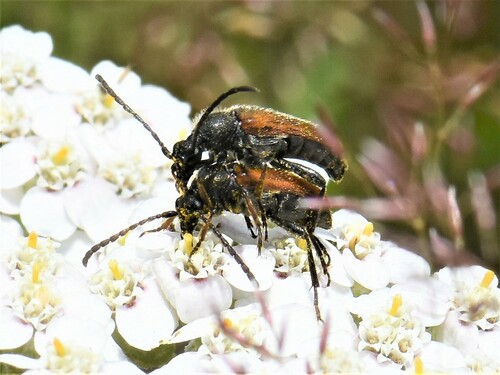 Fairy-ring Longhorn Beetle, Groesbeek, Nederland, photo 10 of 10