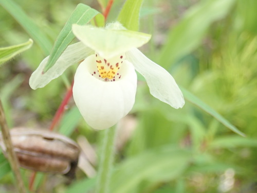 Sparrow's-egg Lady's Slipper