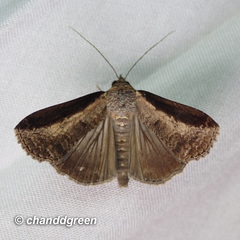Lophoptera squammigera