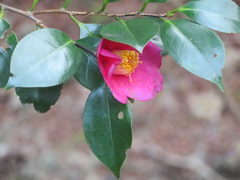 Camellia japonica