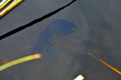 Astronotus ocellatus