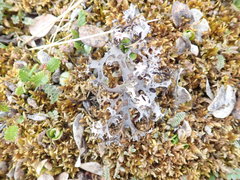 Masonhalea richardsonii