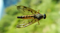Rhagio