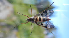 Rhagio
