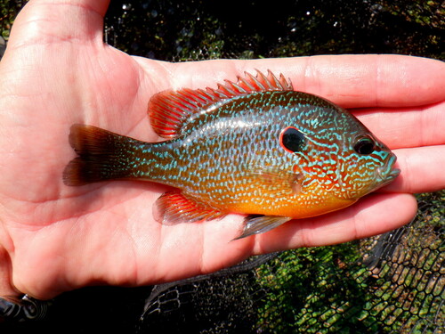 Northern Sunfish