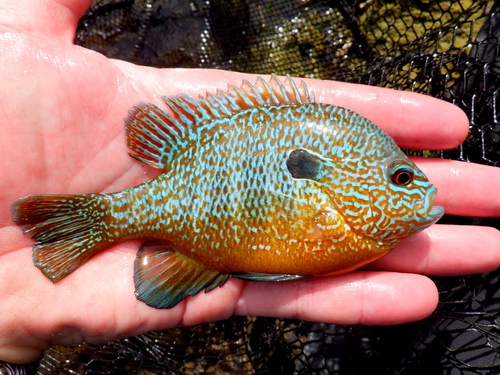 Longear Sunfish