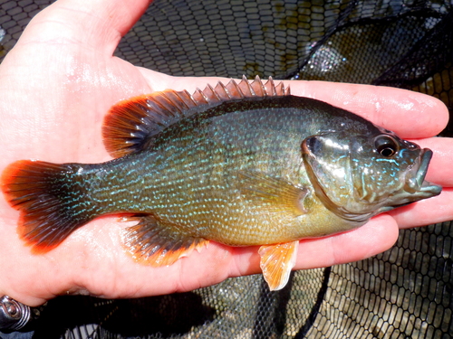 Green Sunfish