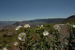 Argemone munita rotundata