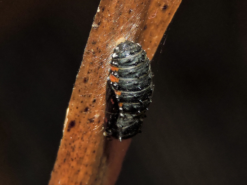 Red-bordered Pixie