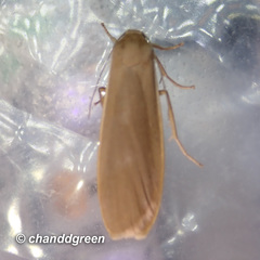 Danielithosia immaculata