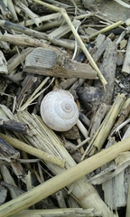 Otala lactea